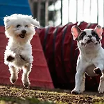 Hunderesort Waldeck - 4 Sterne Urlaub Mit Hund מלון 3*