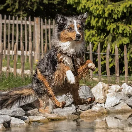 Hunderesort Waldeck - 4 Sterne Urlaub Mit Hund