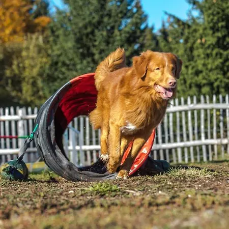 Hotel Hunderesort Waldeck - 4 Sterne Urlaub Mit Hund Philippsreut