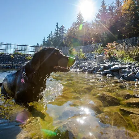 Hunderesort Waldeck - 4 Sterne Urlaub Mit Hund 3* Philippsreut