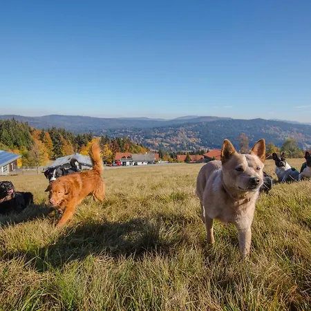 Haus Waldeck - Urlaub Mit Hund - Superior 3*