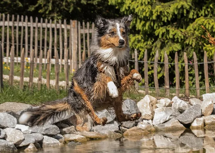 Hunderesort Waldeck - 4 Sterne Urlaub Mit Hund